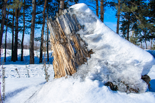 big stump in the snow and pine trees in the background