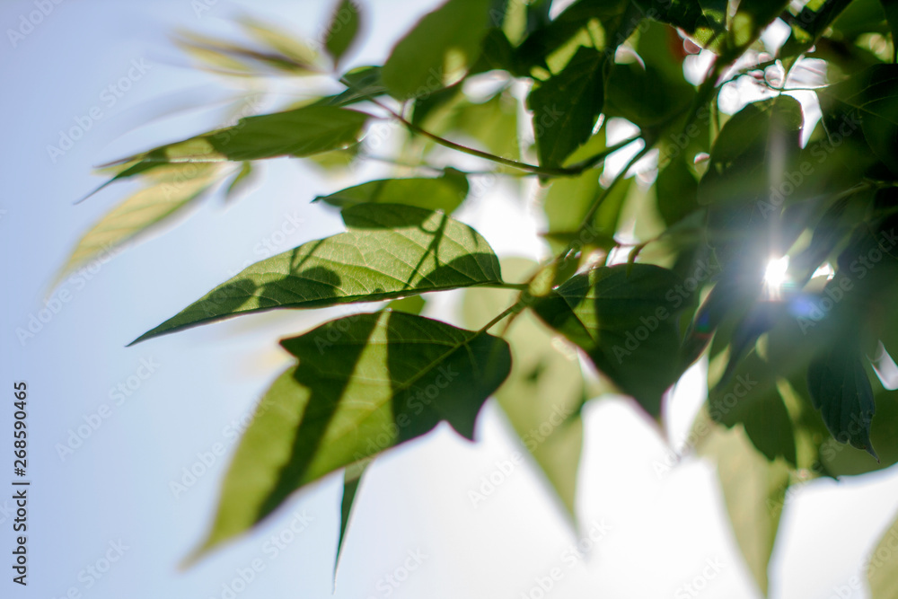 Fototapeta premium green leaves of tree