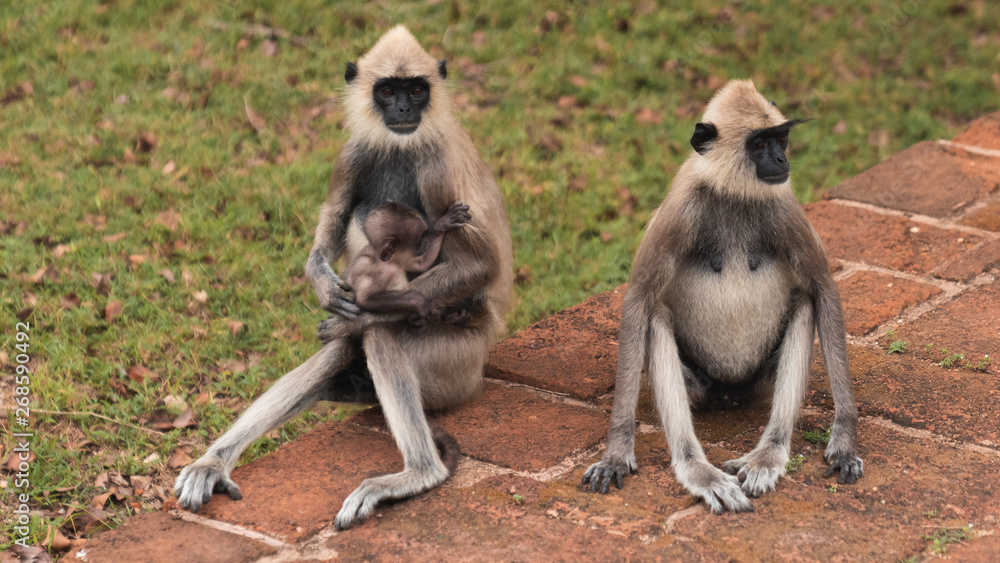 Leaf monkey parents feed their baby