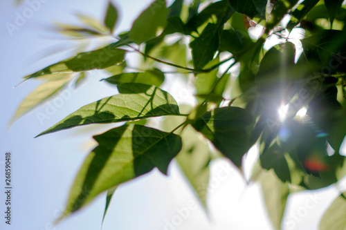 green leaves of tree