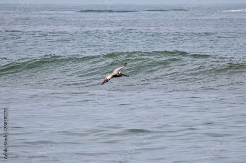 pelican in flight over the ocean