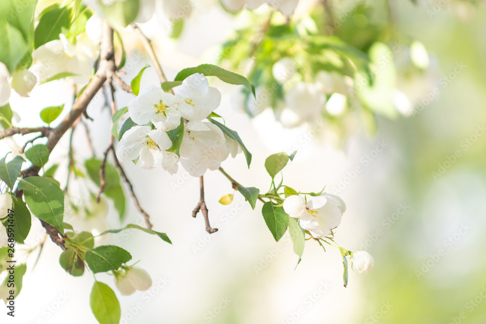 Apple blossom time is very beautiful