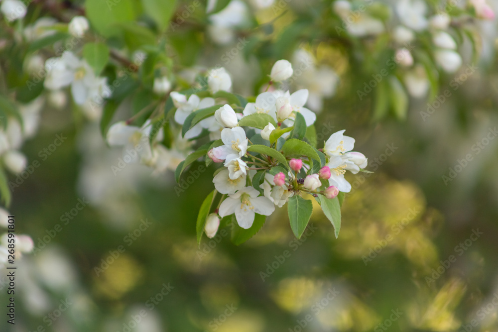 Apple blossom time is very beautiful Apple blossom time is very beautiful