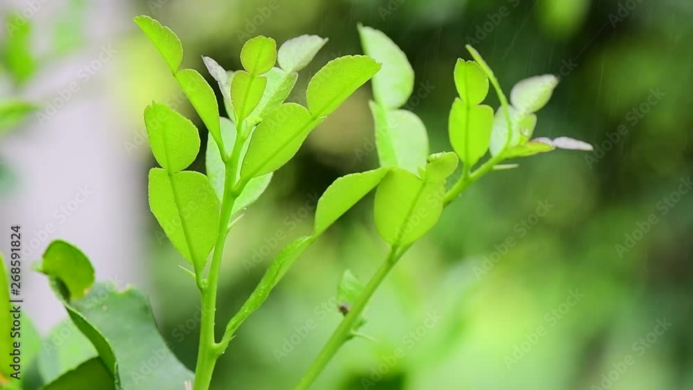 bergamot tree on summer outdoor bergamot tree on summer outdoor
