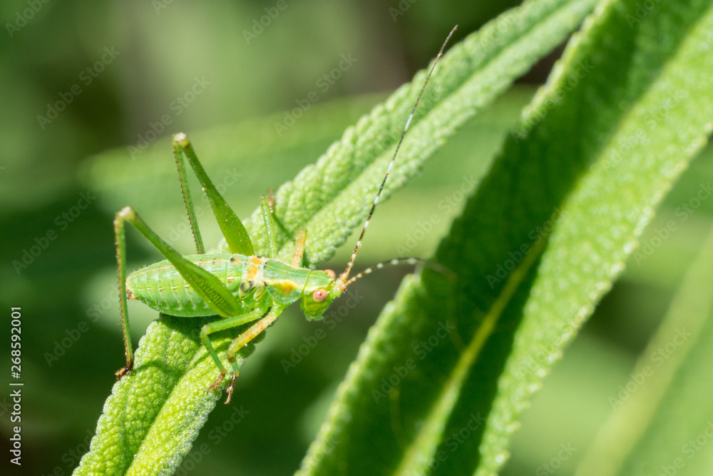 Vivid green grasshopper on green plant. Vivid green grasshopper on green plant.