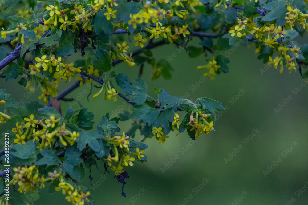 Apple blossom time is very beautiful Apple blossom time is very beautiful