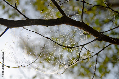 spiserweb