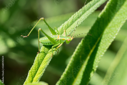Vivid green grasshopper on green plant.