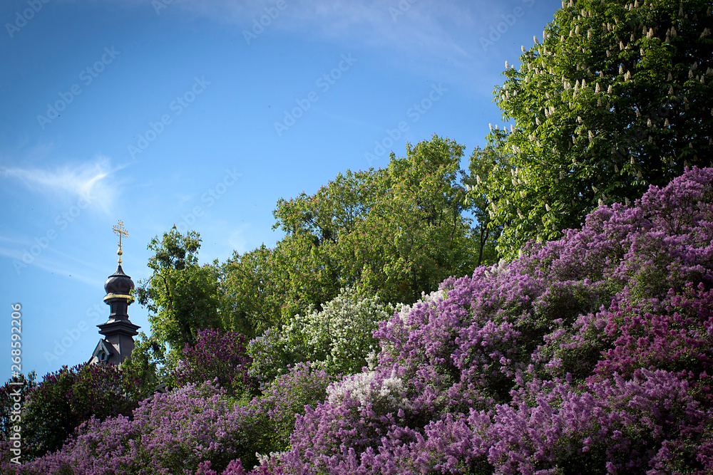 Blooming lilac in the park