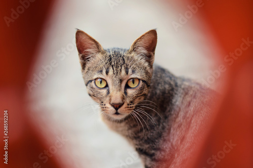 Portrait of a surprised cat street Straight, closeup