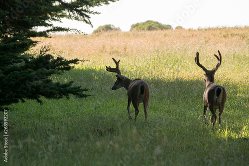 two large buck deer in velvet