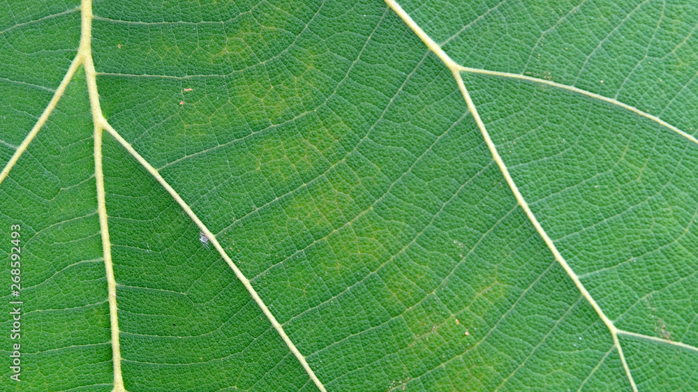 Close Up Of Green Leaf Texture Close Up Of Green Leaf Texture