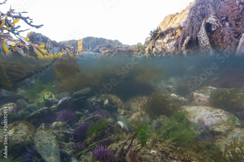 underwater view of a shallow tide pool.