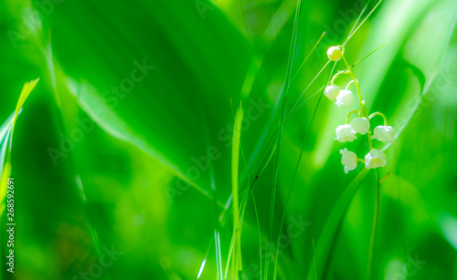 Spring Lily of the valley flower close-up against the background of Unsharp foliage in the sunlight