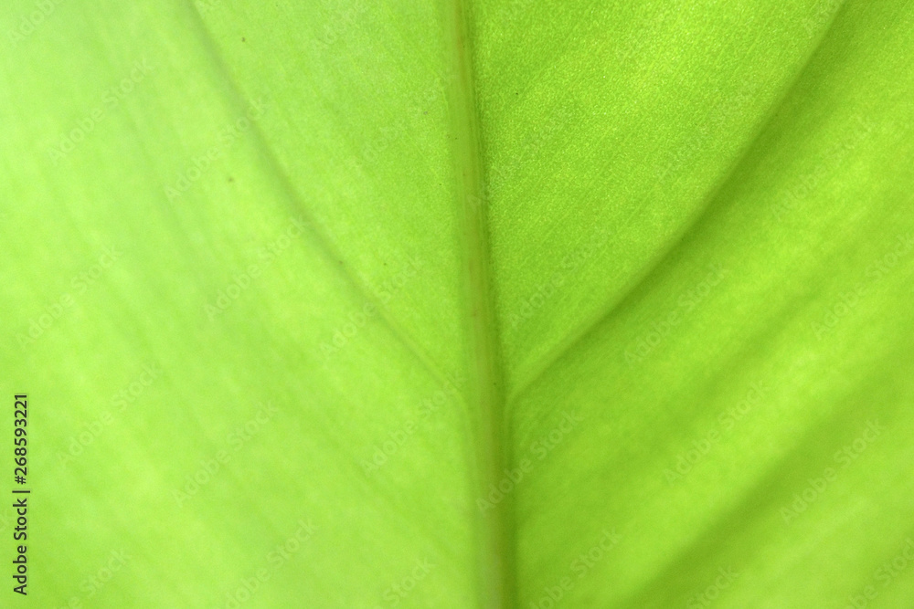 Close Up Of Green Leaf Texture Close Up Of Green Leaf Texture