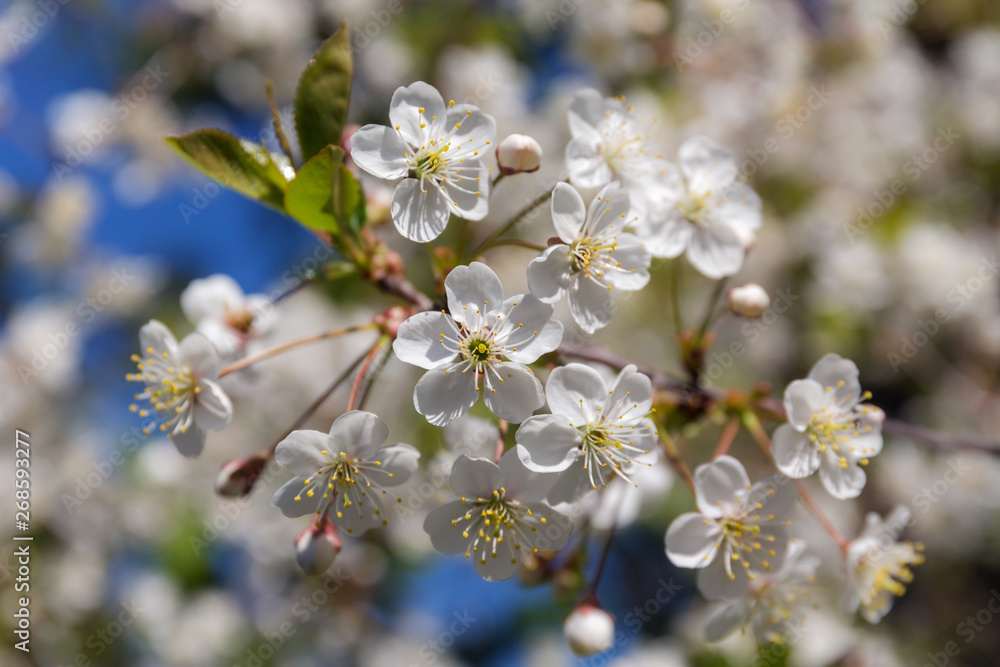 cherry branch in spring closeup