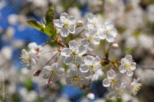 cherry branch in spring closeup