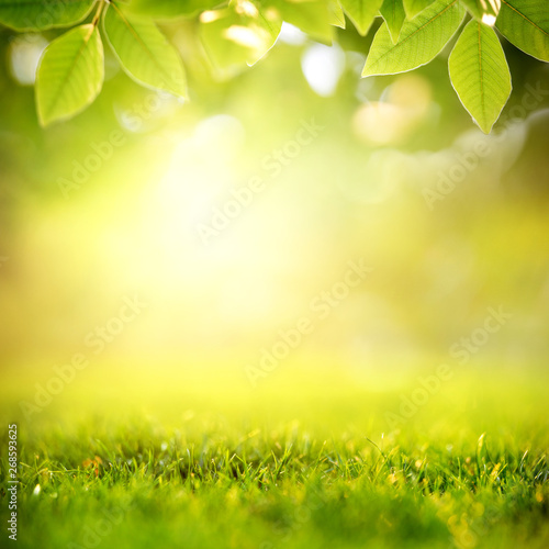 Spring and nature background concept, Close up green grass field and leaf with blurred park and sunlight.