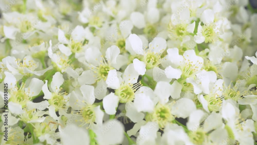 Many colors close up. Background of beautiful flowers. Bright white flowers. Many colors close up. Background of beautiful flowers. Bright white flowers.