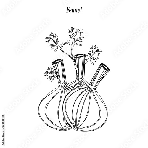 Fennel illustration outline