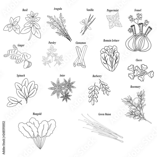 Herbs and greens and spices illustration outline
