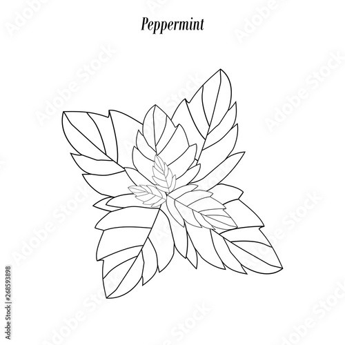 Peppermint illustration outline