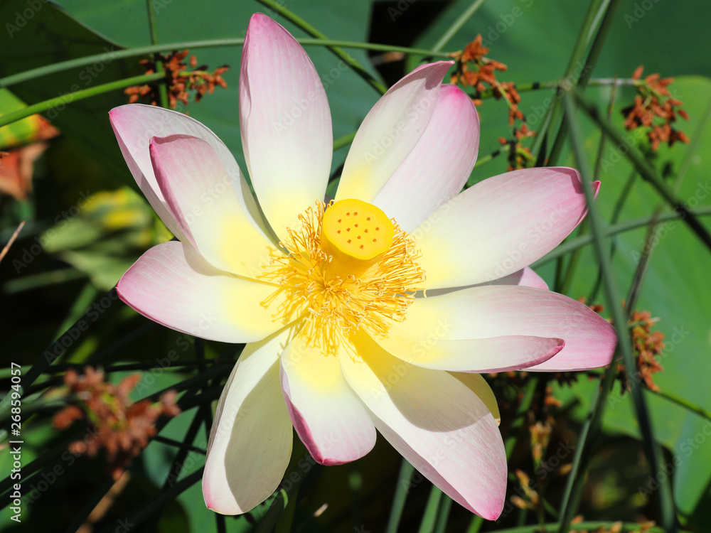 Fototapeta premium Beautiful Lotus flower in a park