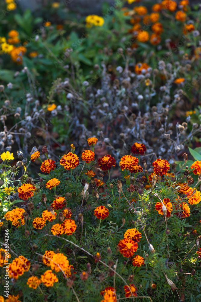 Beautiful Marigolds (Tagetes erecta, Mexican marigold, Aztec marigold, African marigold)