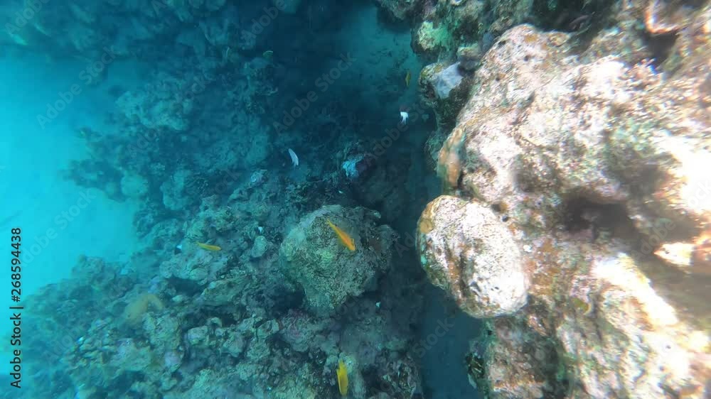 The fauna of the Red Sea. Many fish swim over a coral reef. Dynamic video of fish in clear blue water. Beautiful background of the underwater world. Snorkeling, active rest. The fauna of the Red Sea. Many fish swim over a coral reef. Dynamic video of fish in clear blue water. Beautiful background of the underwater world. Snorkeling, active rest.
