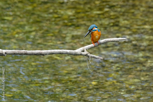 kingfisher on branch