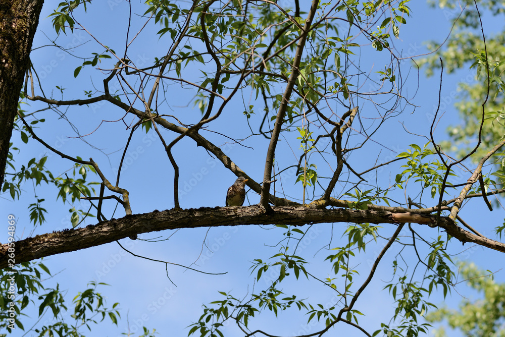 Fototapeta premium Thrush sits on a tree branch on a bright sunny day