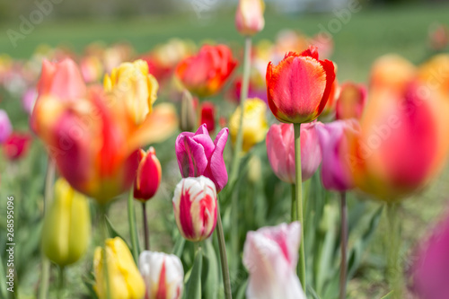 Field with blooming tulips. The colors of the flowerheads include red  pink and yellow. Tulips are a popular cut flower.