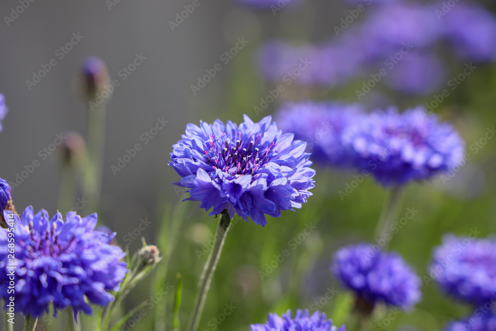 Obraz premium 京都ぶらり、上賀茂橋あたりで初夏の花