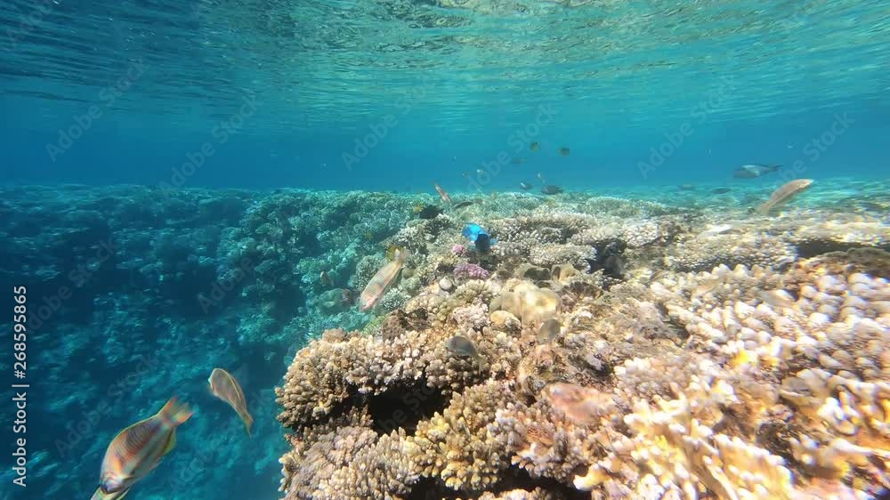 The fauna of the Red Sea. Many fish swim over a coral reef. Dynamic video of fish in clear blue water. Beautiful background of the underwater world. Snorkeling, active rest. The fauna of the Red Sea. Many fish swim over a coral reef. Dynamic video of fish in clear blue water. Beautiful background of the underwater world. Snorkeling, active rest.