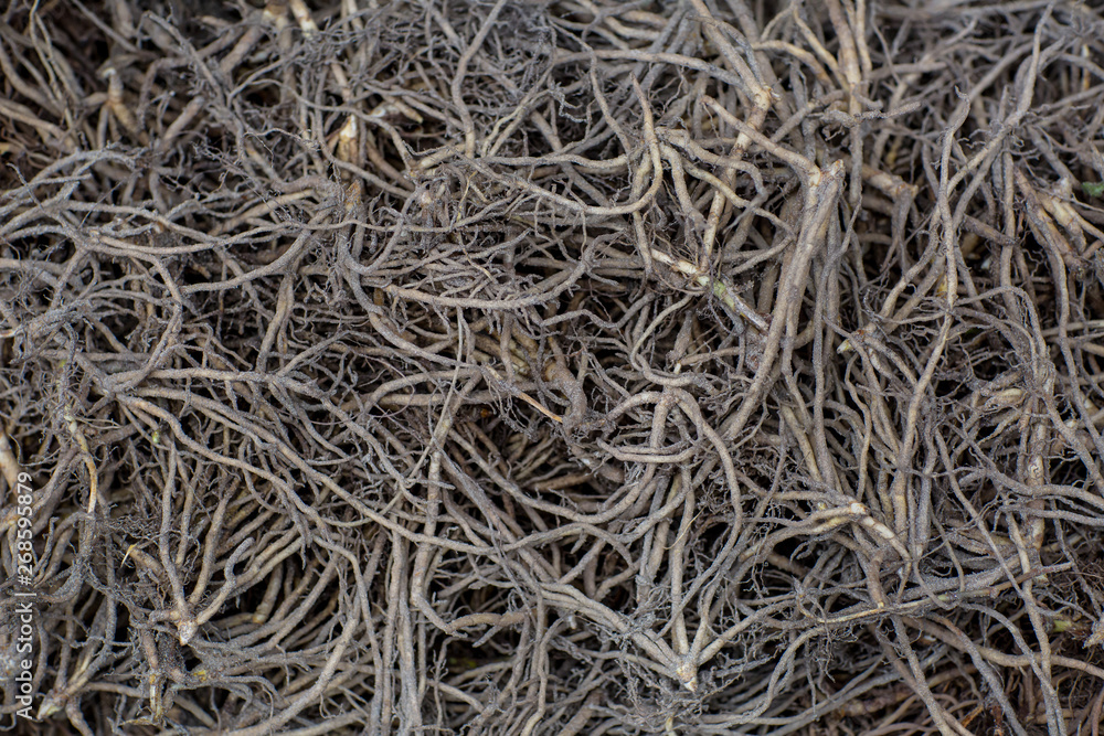 Flower roots in a basket prepared and selected for planting or storage Flower roots in a basket prepared and selected for planting or storage