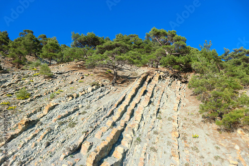 Sandstone cliff with the pine trees on the top and bright blue sky above it