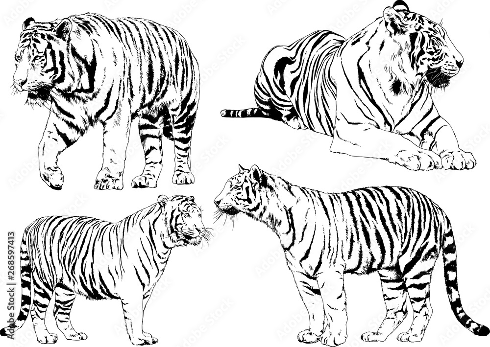	 set of vector drawings on the theme of predators tigers are drawn by hand with ink tattoo logos	