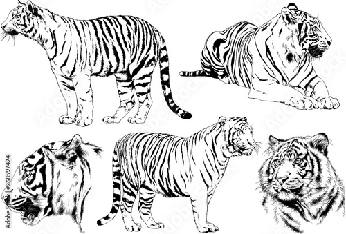   set of vector drawings on the theme of predators tigers are drawn by hand with ink tattoo logos 