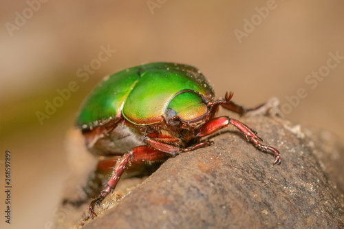 Close-up with soft focus Anomala grandis, green Scarab Beetle resting on the rock with nature blurred background.