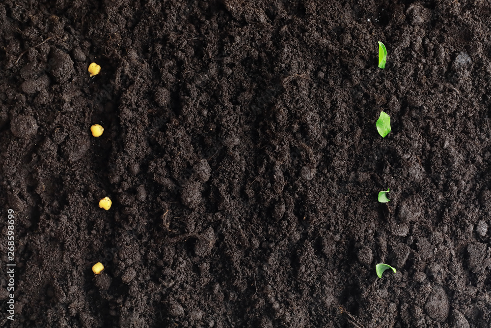 Seeds in the ground. Seed preparation for planting in the spring. Seeds in the ground. Seed preparation for planting in the spring.