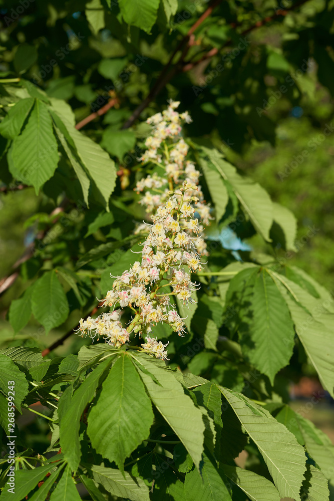 Chestnut flowers on tree, close-up. Chestnut flowers on tree, close-up.