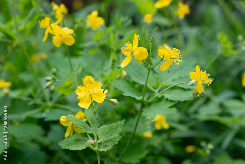Schöllkraut, Heilpflanze, celandine, herbal medicine Schöllkraut, Heilpflanze, celandine, herbal medicine