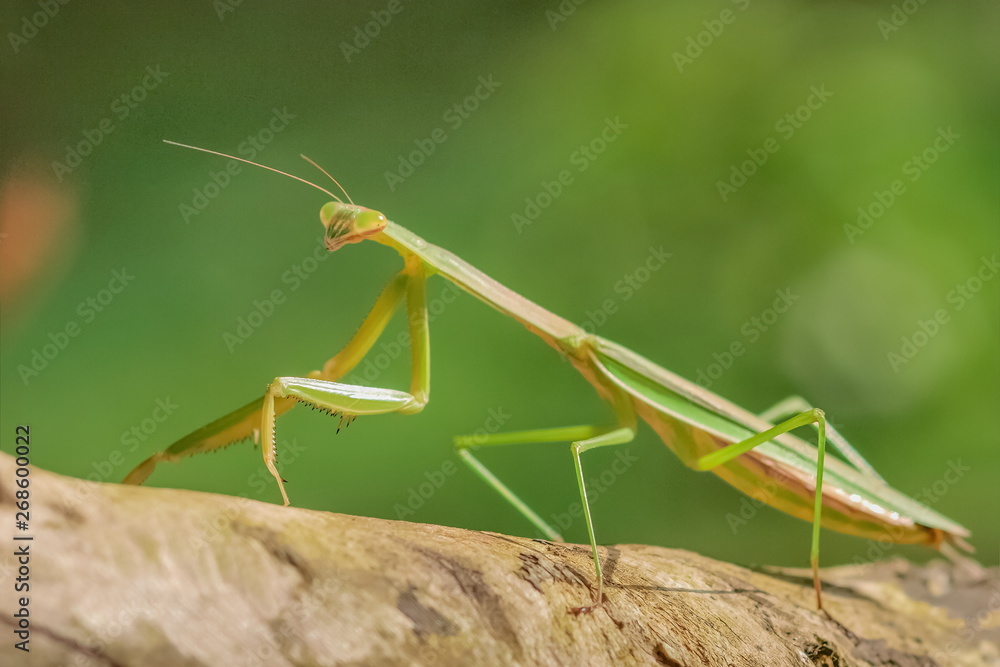 Close-up Mantodea, Mantis green insect in nature with green nature blurred background, insect in Doi Inthanon, Thailand. Close-up Mantodea, Mantis green insect in nature with green nature blurred background, insect in Doi Inthanon, Thailand.