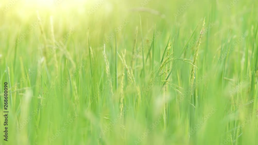 The Rice fields on bright sunshine. The Rice fields slow motion. The Rice fields on bright sunshine. The Rice fields slow motion.