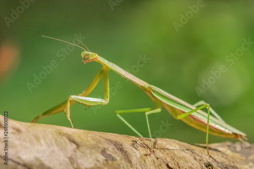 Close-up Mantodea, Mantis green insect in nature with green nature blurred background, insect in Doi Inthanon, Thailand. © Yuttana Joe