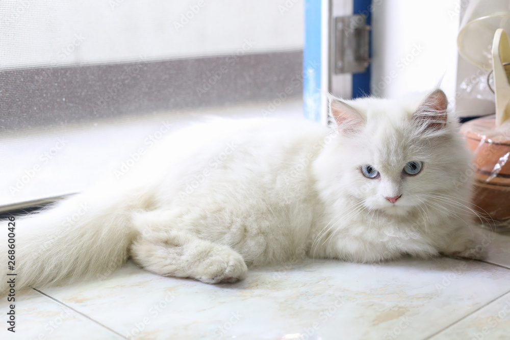 white persian cat is lying on ceramic floor next to door light from ...