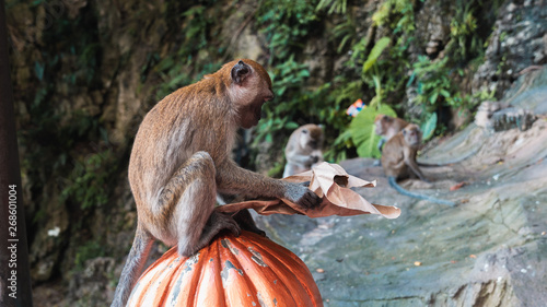 Canvas Print Wild macaque monkey feeding in Batu Caves, Kuala Lumpur, Malaysia