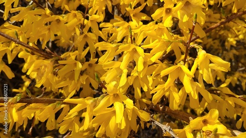 yellow bush