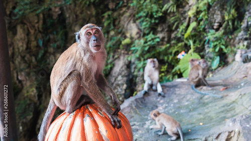 Photography Wild macaque monkey feeding in Batu Caves, Kuala Lumpur, Malaysia