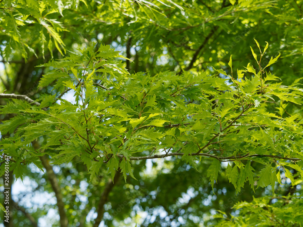 Fagus sylvatica asplenifolia - Feuilles laciniées, découpées vert clair du hêtre lacinié ou hêtre à feuilles de fougères Fagus sylvatica asplenifolia - Feuilles laciniées, découpées vert clair du hêtre lacinié ou hêtre à feuilles de fougères